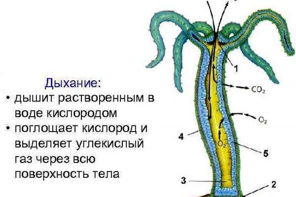 Кракен даркшоп