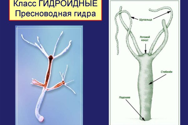 Что такое кракен плейс